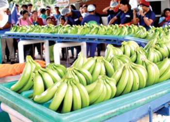 Morales denuncia que medidas del Gobierno afectan exportaciones de banano