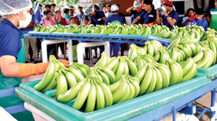 Morales denuncia que medidas del Gobierno afectan exportaciones de banano