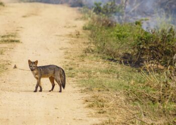 Los incendios forestales amenazan la vida de los animales del centro de custodia Ambue Ari.