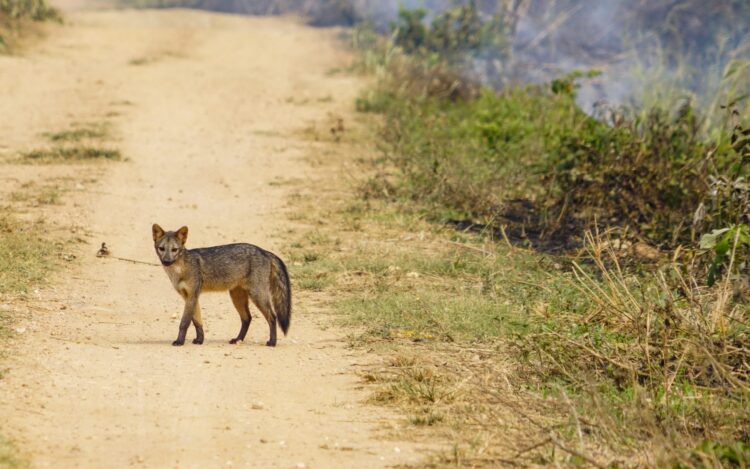 Los incendios forestales amenazan la vida de los animales del centro de custodia Ambue Ari.