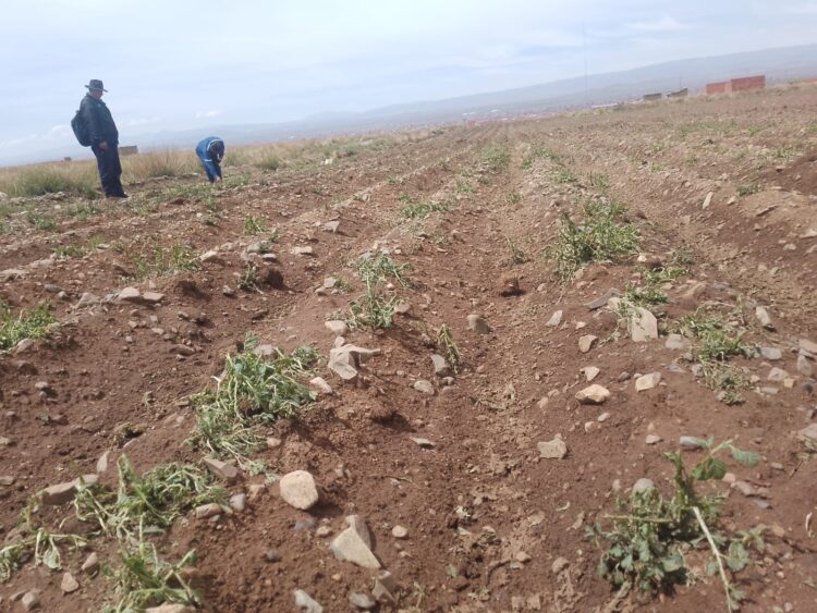 Suben a 80 las familias afectadas por la granizada en El Alto