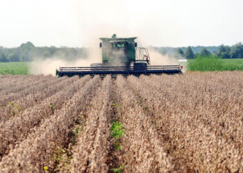 Los precios de la soya se recuperan en EEUU