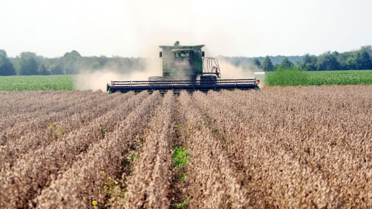 Los precios de la soya se recuperan en EEUU