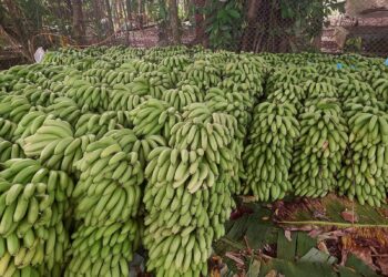 banana