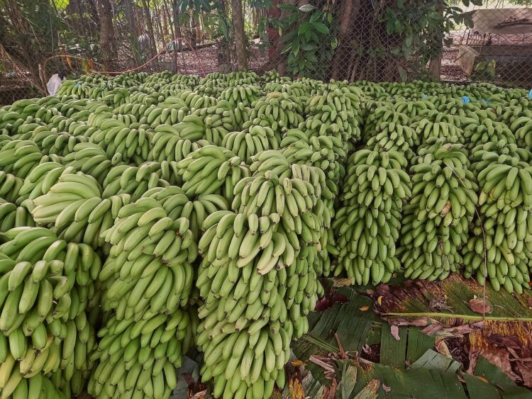 banana