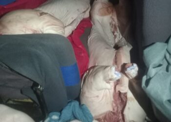 Incautan minibús con 800 kg de carne de cerdo de contrabando en Guaqui
