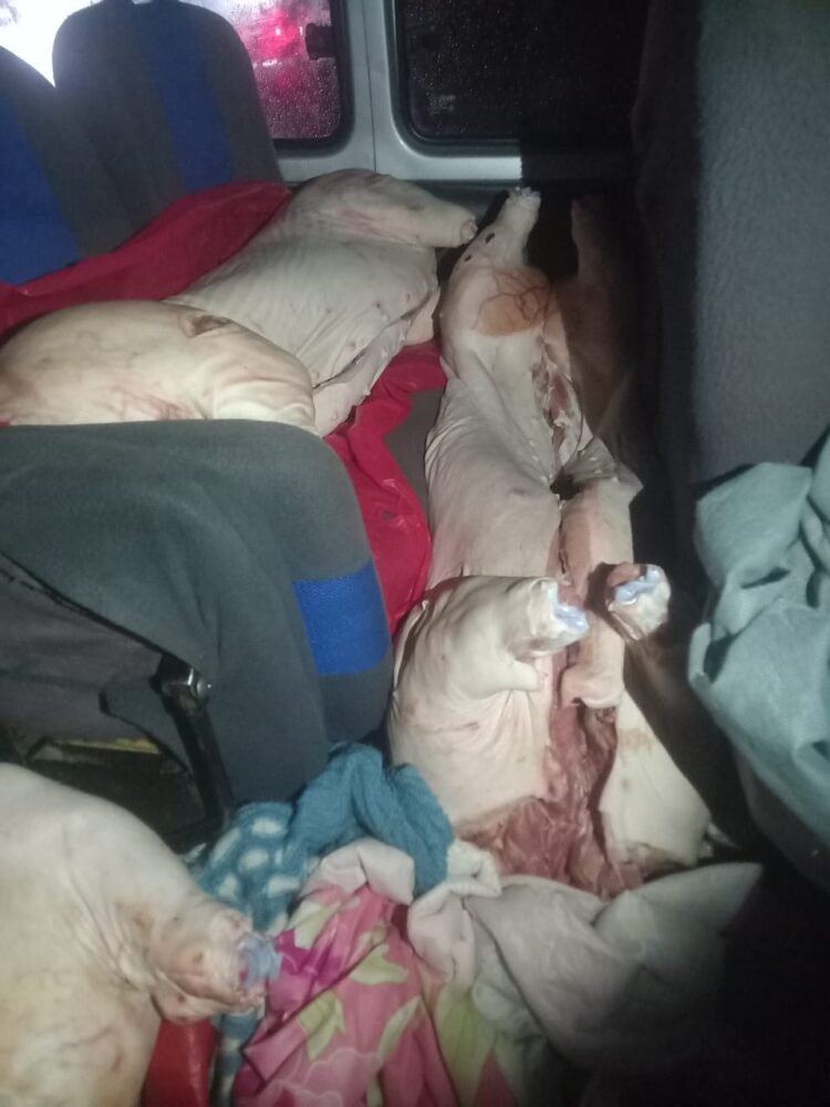 Incautan minibús con 800 kg de carne de cerdo de contrabando en Guaqui