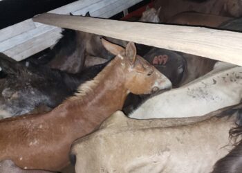 Intervienen ganado equino y minibuses con mercadería de contrabando en la frontera con Perú