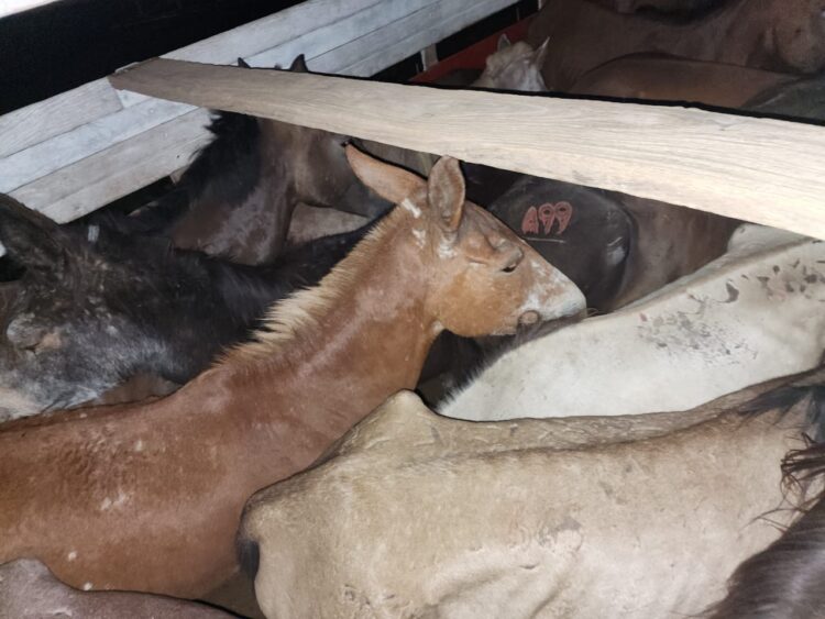Intervienen ganado equino y minibuses con mercadería de contrabando en la frontera con Perú