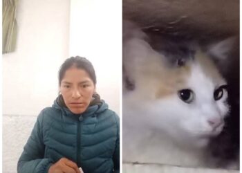 La Justicia dictó detención preventiva para la mujer que congeló gatos en la nevera.