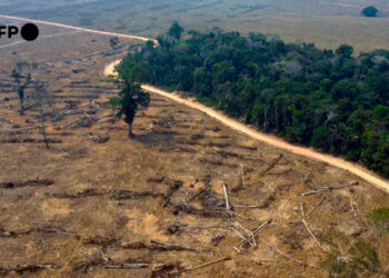 deforestacion.jpg