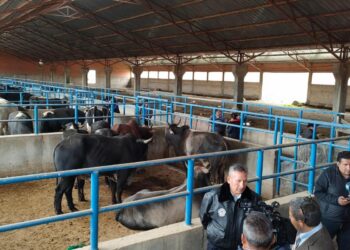 El Gobierno incauta 38 cabezas de ganado de contrabando y las entrega a Emapa