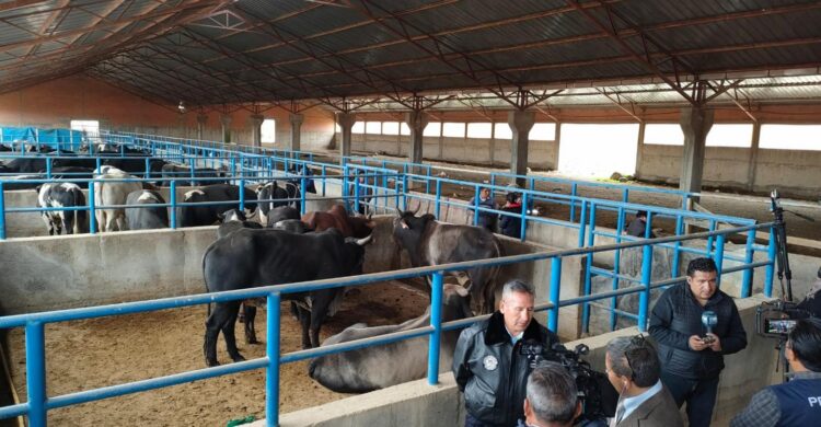 El Gobierno incauta 38 cabezas de ganado de contrabando y las entrega a Emapa