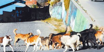 Con una norma, la Alcaldía de La Paz busca limitar la cantidad de mascotas en el hogar.