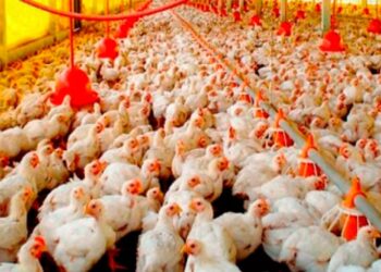 El sector avícola aporta con carne de pollo y huevos.