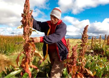 Oruro es el mayor productor de quinua orgánica.