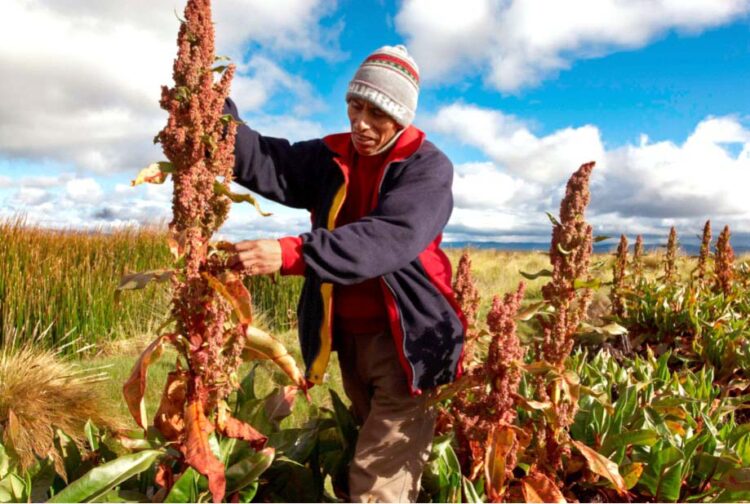 Oruro es el mayor productor de quinua orgánica.