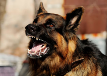 Sucre en alerta roja por 30 casos de rabia canina en 2024