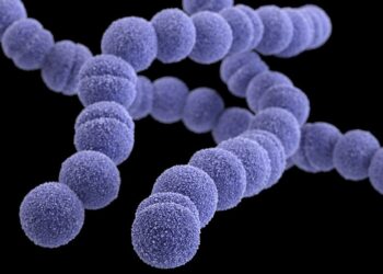 Streptococcus Pyogenes