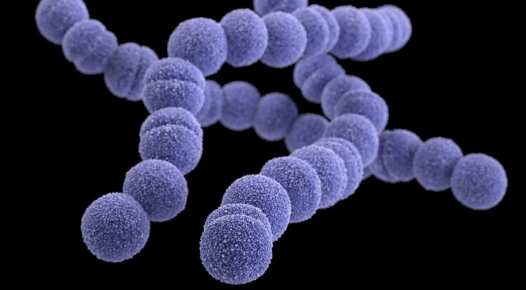 Streptococcus Pyogenes