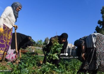 Mujeres agricultoras en Túnez