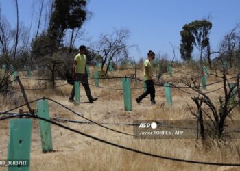 Realizan pruebas con varias especies