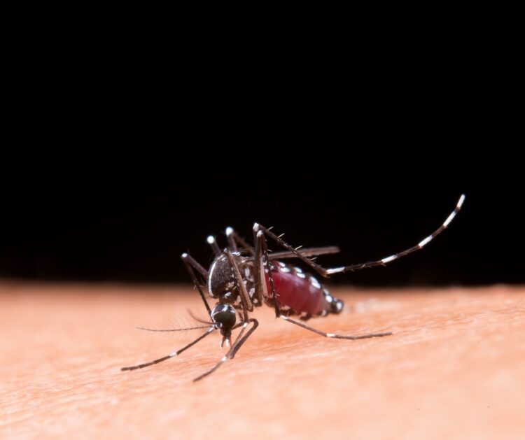 El virus Mayaro se transmite por la picadura de mosquitos hembra del género Haemagogus.