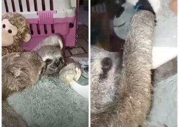 Osita y Pincho quedaron sin sus madres que murieron calcinadas en los incendios forestales. Ahora ambos tienen una mamá nodriza de peluche.
