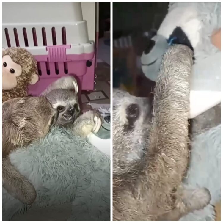 Osita y Pincho quedaron sin sus madres que murieron calcinadas en los incendios forestales. Ahora ambos tienen una mamá nodriza de peluche.