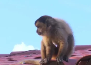 El mono fue visto en los techos de algunas viviendas