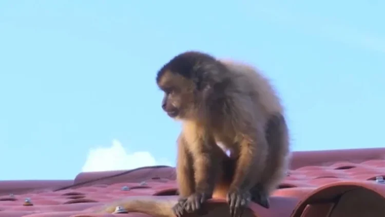 El mono fue visto en los techos de algunas viviendas