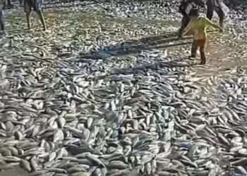 Miles de peces murieron debido al fenómeno "borrachera de río", ocurrió en el río Pilcomayo, en Tarija.