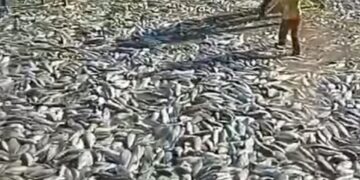 Miles de peces murieron debido al fenómeno "borrachera de río", ocurrió en el río Pilcomayo, en Tarija.