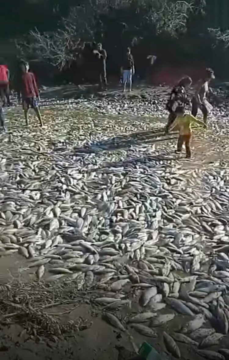 Miles de peces murieron debido al fenómeno "borrachera de río", ocurrió en el río Pilcomayo, en Tarija.
