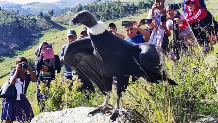 El cóndor Wiñaypaq de retorno a su hábitat.