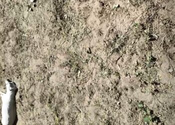 Los voluntarios hallaron a los canes muertos