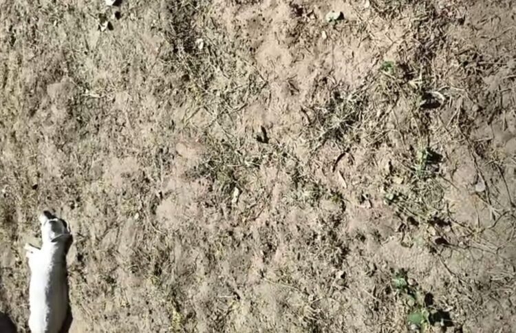 Los voluntarios hallaron a los canes muertos