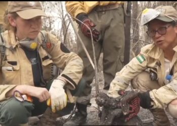 Activistas hallan animales calcinados por los incendios forestales.