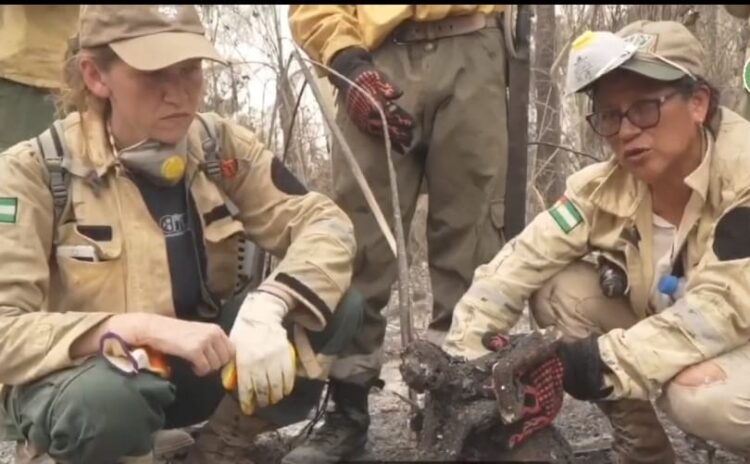 Activistas hallan animales calcinados por los incendios forestales.