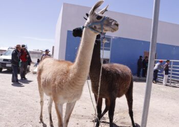 Adepca Oruro destaca la importancia del intercambio regional de saberes en el sector camélido