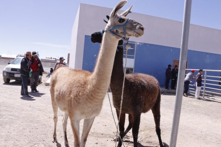 Adepca Oruro destaca la importancia del intercambio regional de saberes en el sector camélido