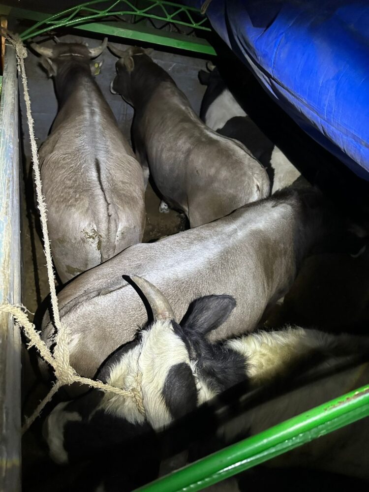 El ganado era transportado hacia Perú