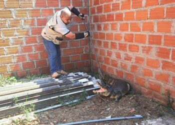 Personal de la Gobernación de Santa Cruz rescató al reptil