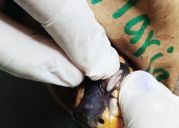 La tortuga maltratada fue rescatada por la Gobernación de Santa Cruz.