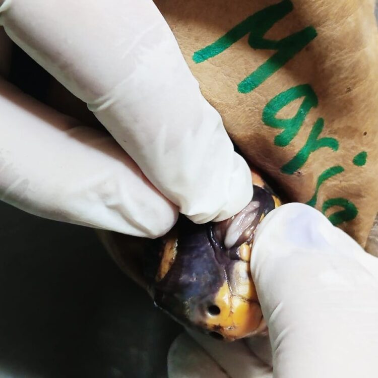 La tortuga maltratada fue rescatada por la Gobernación de Santa Cruz.