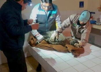 El cóndor hembra recibe atención médico veterinaria luego de ser rescatado.