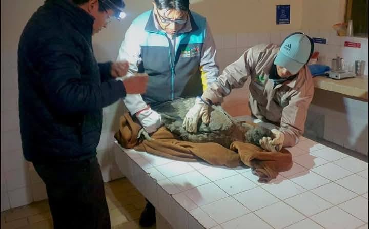 El cóndor hembra recibe atención médico veterinaria luego de ser rescatado.