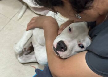 Sasha recibe muchos mimos del Centro de Zoonosis en Santa Cruz