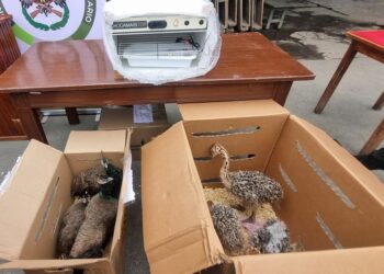 Los animales fueron encontrados en dos cajas.