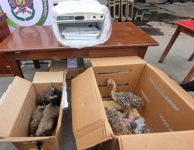 Los animales fueron encontrados en dos cajas.